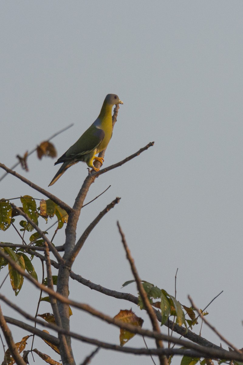 Yellow-footed Green-Pigeon - ML284592431