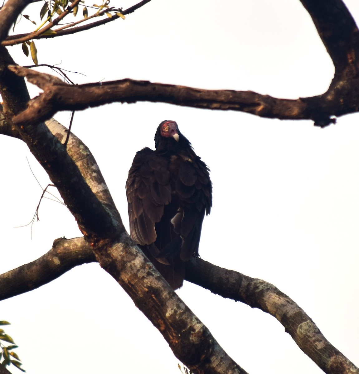 Turkey Vulture - ML284592811