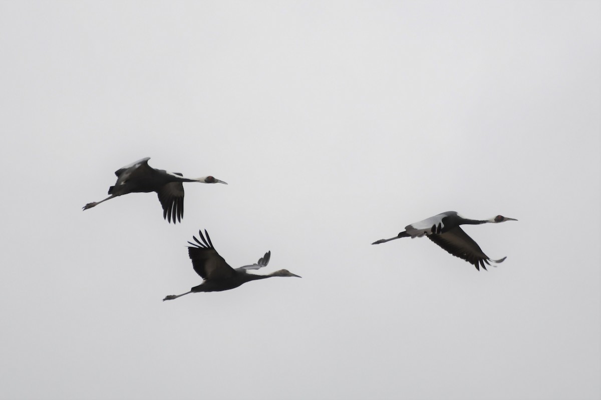 White-naped Crane - ML284593061