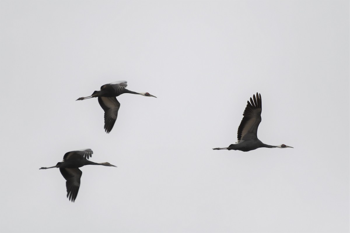 White-naped Crane - ML284593081