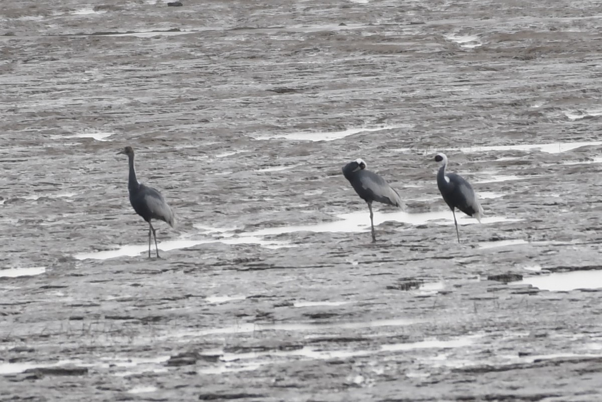 White-naped Crane - ML284593091