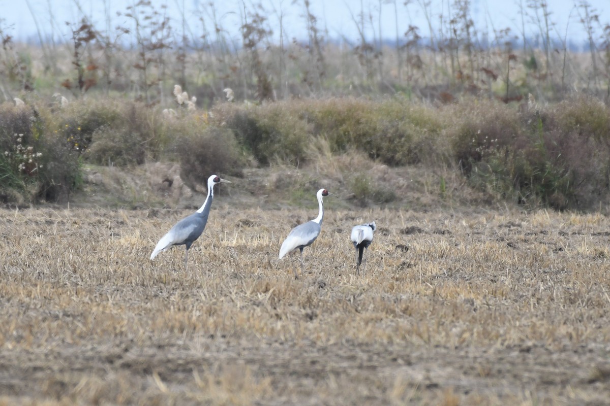 White-naped Crane - ML284593101