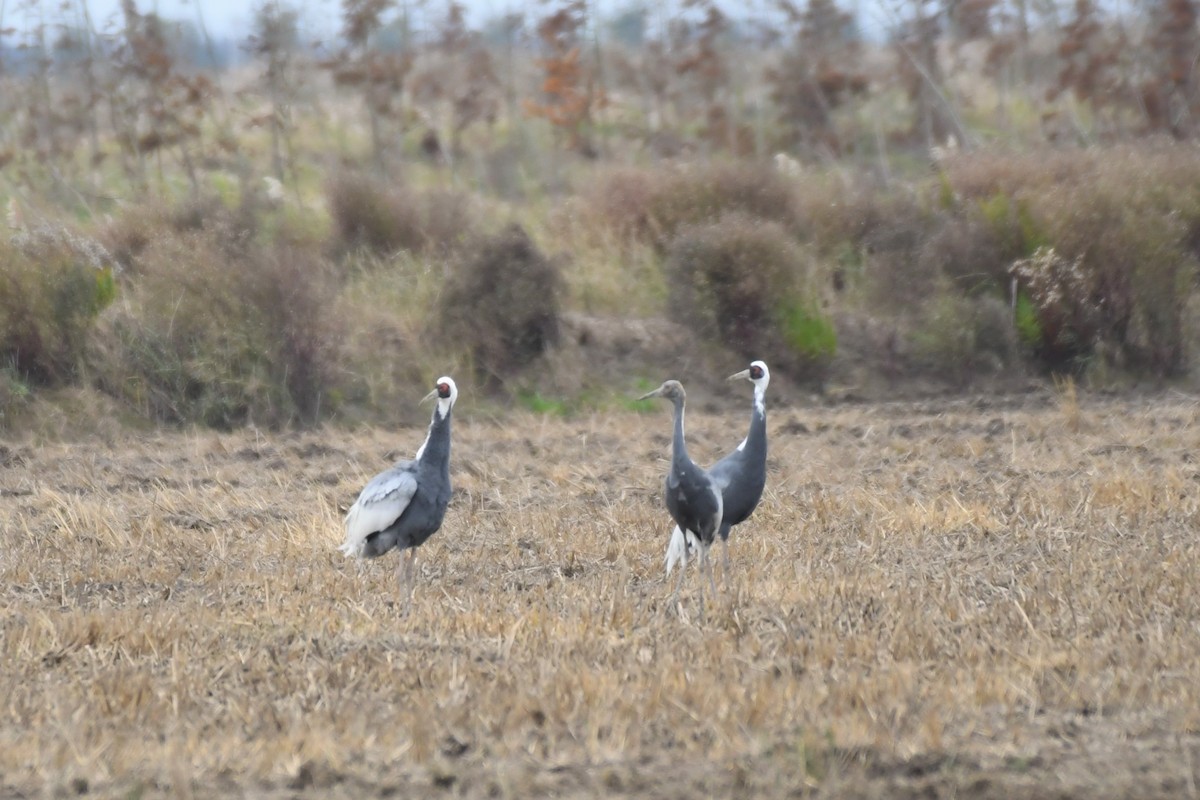 White-naped Crane - ML284593111