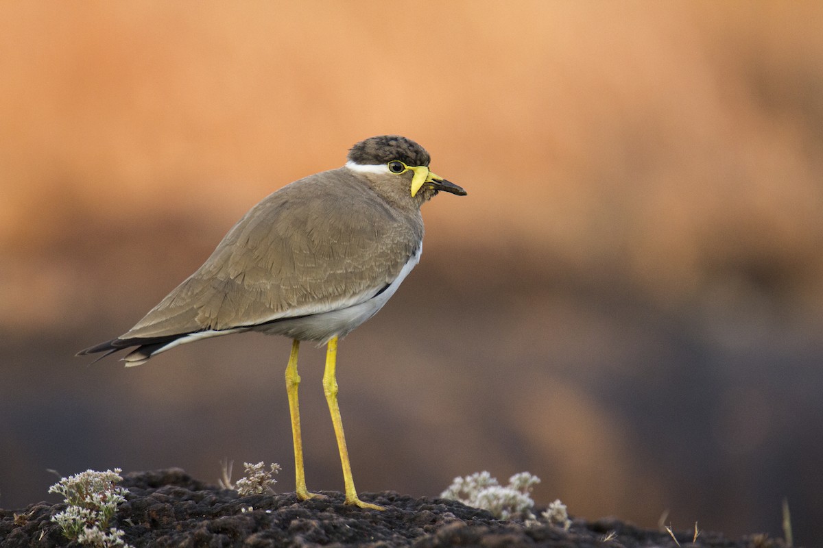 Yellow-wattled Lapwing - ML284595231