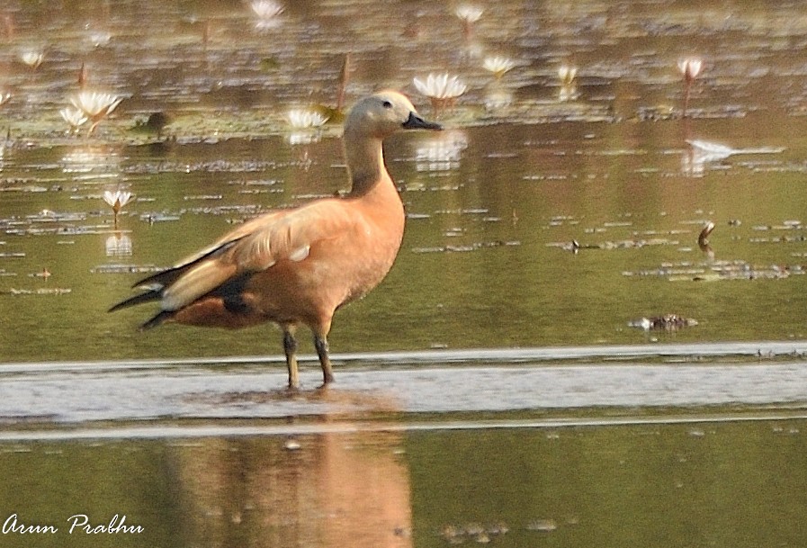 Ruddy Shelduck - Arun Prabhu