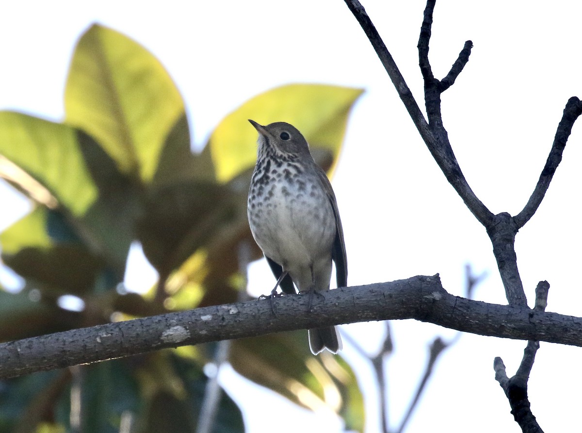 Hermit Thrush - ML284596011