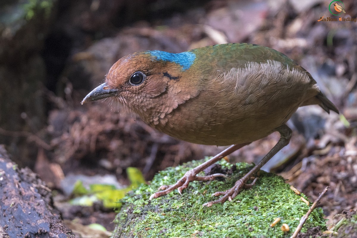 Blue-naped Pitta - Dinh Thinh