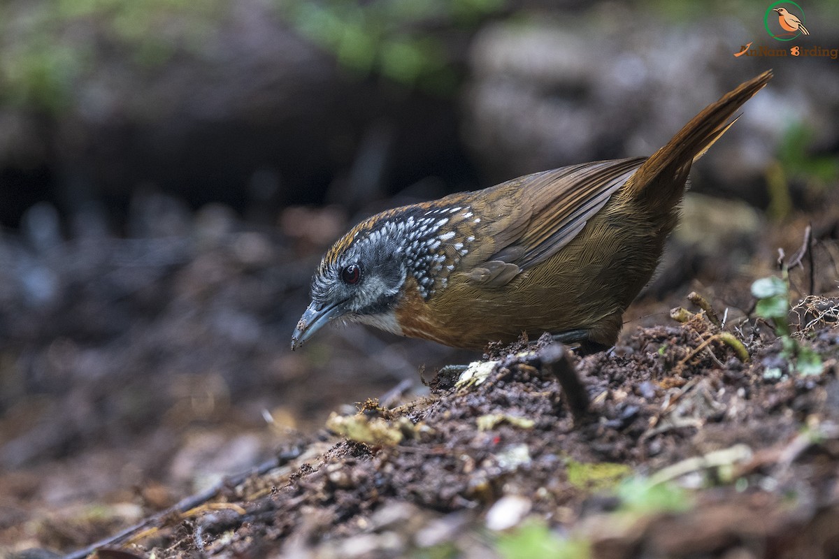 Spot-necked Babbler - Dinh Thinh