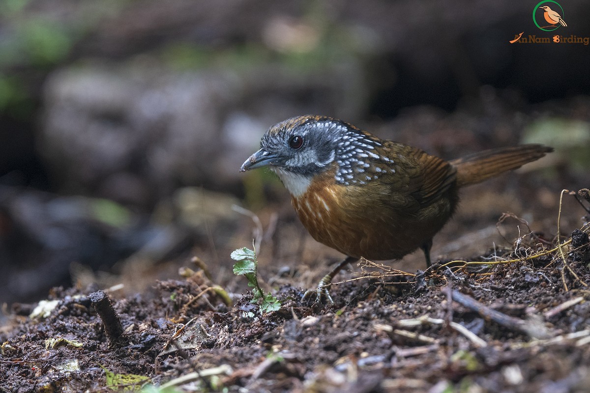 Spot-necked Babbler - Dinh Thinh