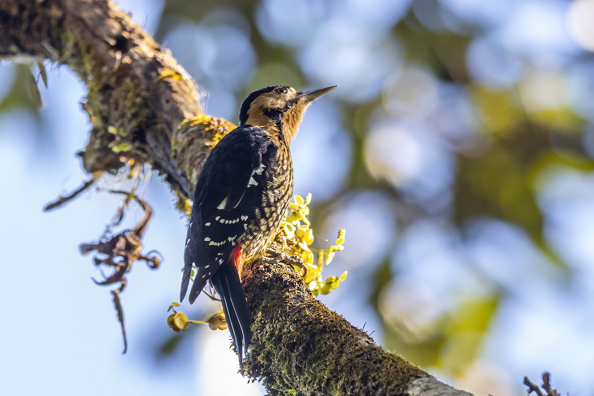 Darjeeling Woodpecker - ML284598381