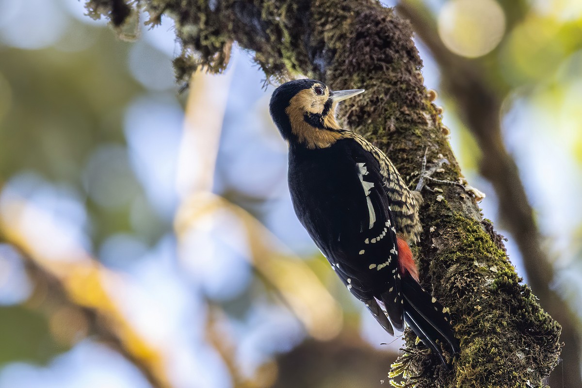 Darjeeling Woodpecker - ML284598421