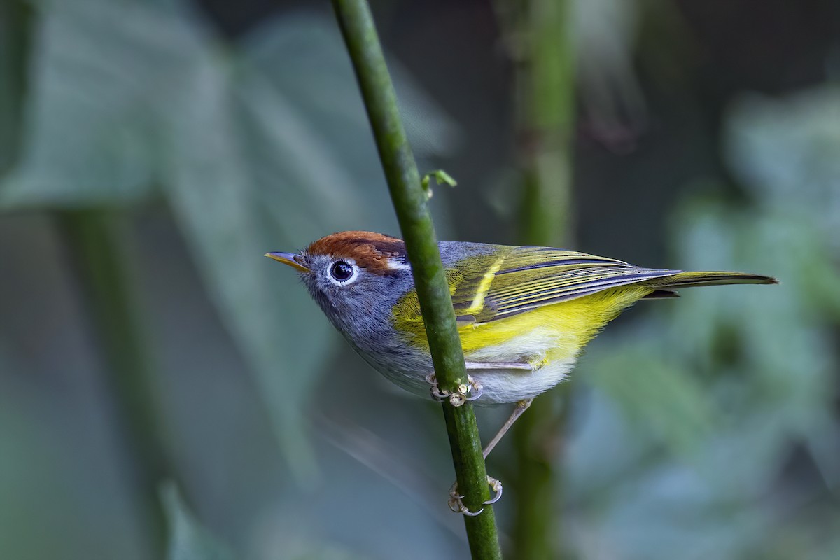 Chestnut-crowned Warbler - ML284599611