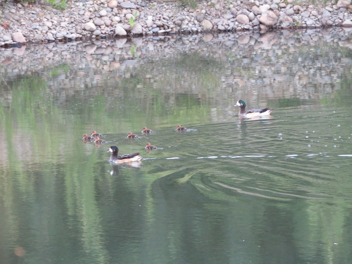 Chiloe Wigeon - ML284600221