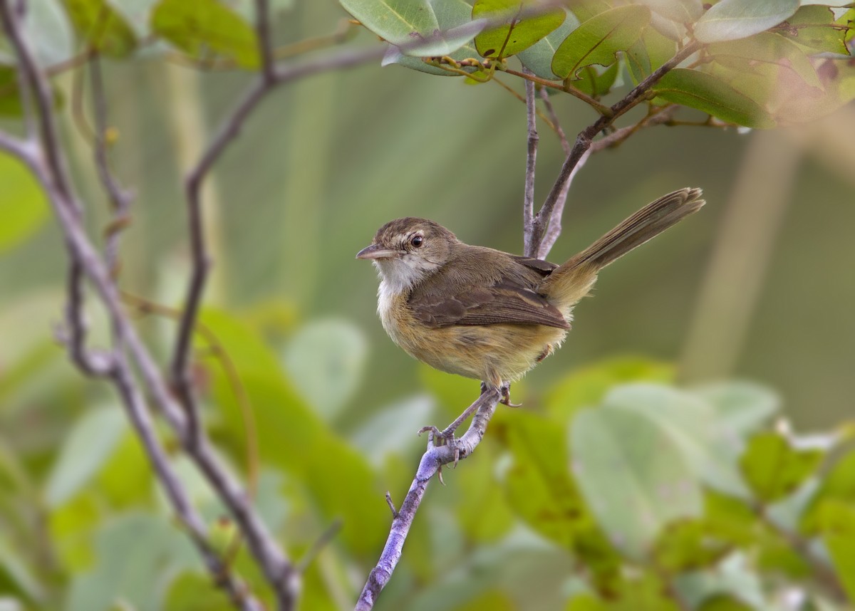 Rufous-sided Scrub-Tyrant - Caio Brito