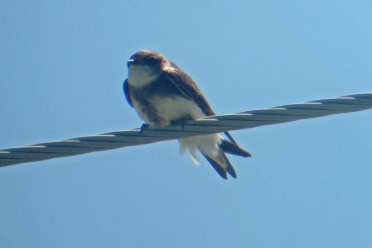 Bank Swallow - ML28460371