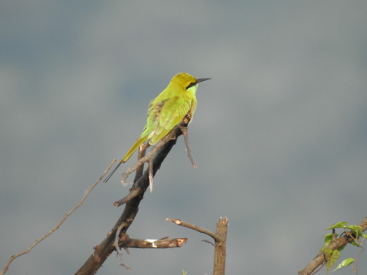 Asian Green Bee-eater - ML284604431