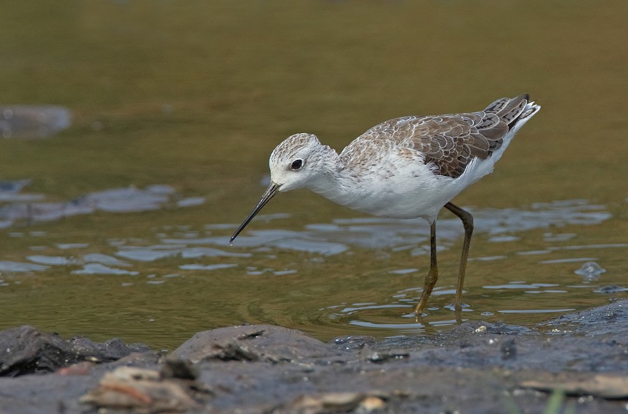 Marsh Sandpiper - Paul Cools