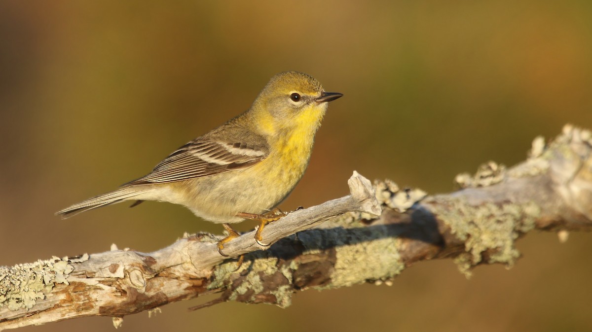 Pine Warbler - Ryan Schain