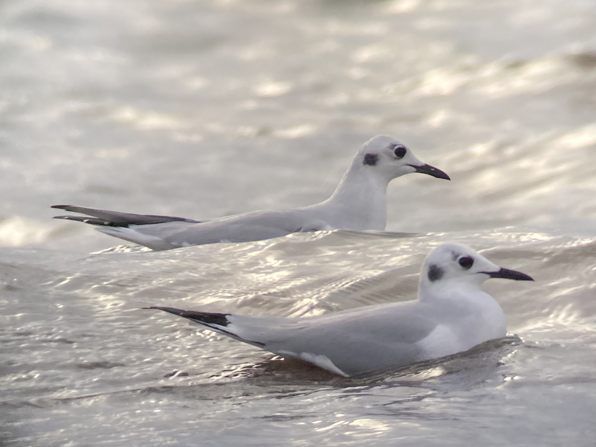 Bonaparte's Gull - ML284608011