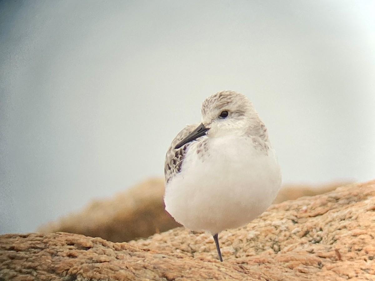 Sanderling - ML284608081