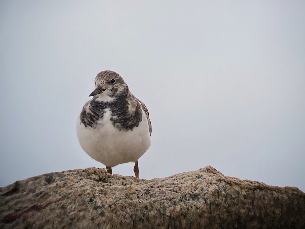 Ruddy Turnstone - ML284608201