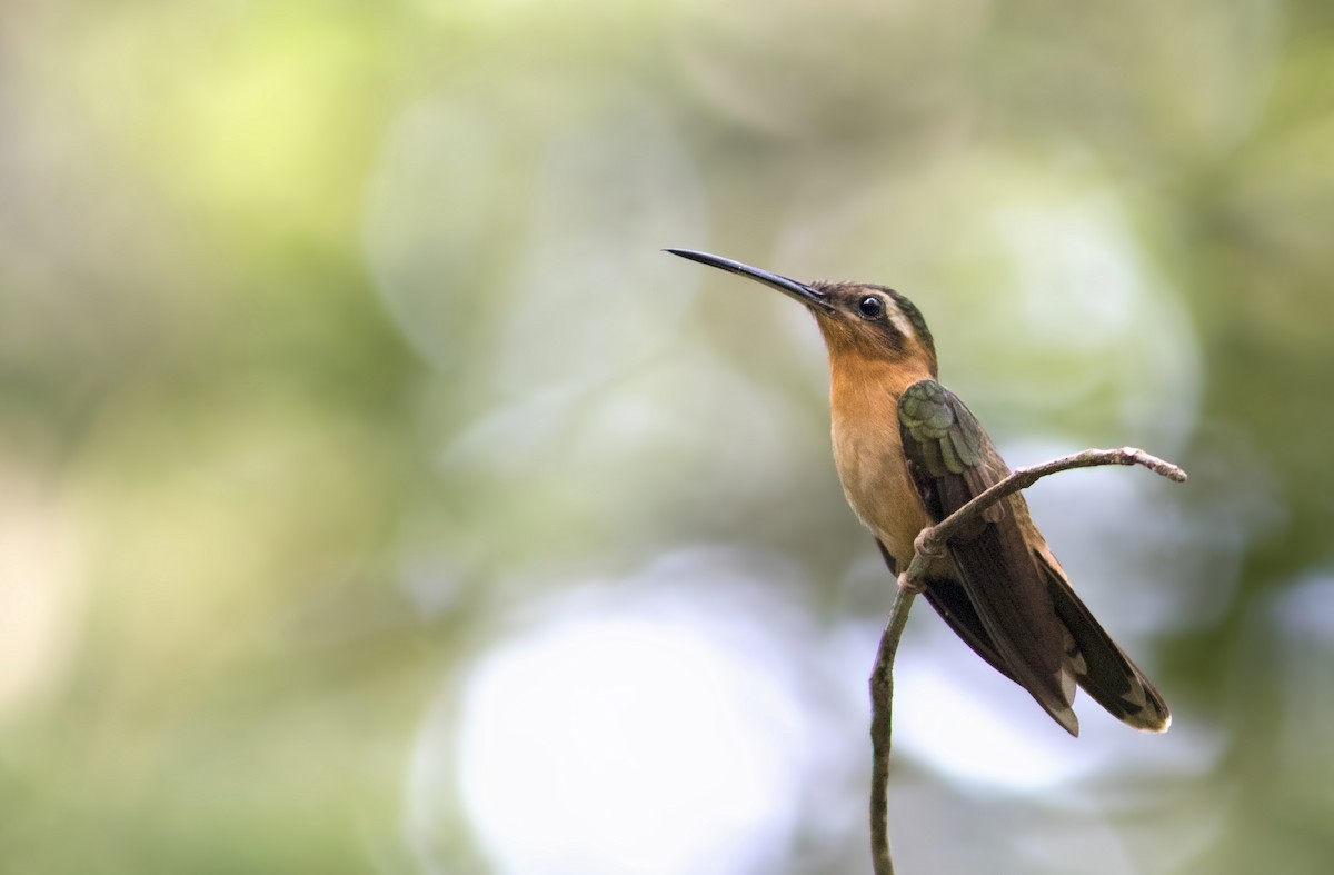Hook-billed Hermit - ML284608401