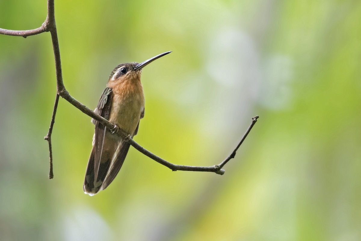 Hook-billed Hermit - Caio Brito