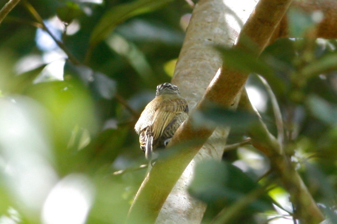 Lafresnaye's Piculet - ML284608721