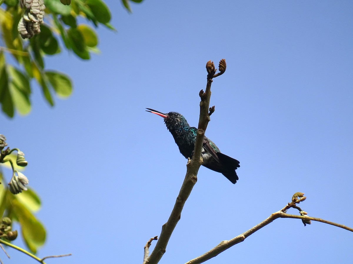 Shining-green Hummingbird - Ruber ledesma ruiz