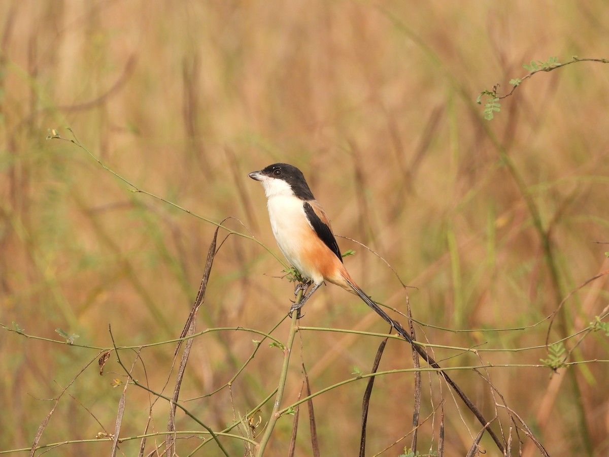 Long-tailed Shrike - ML284610281