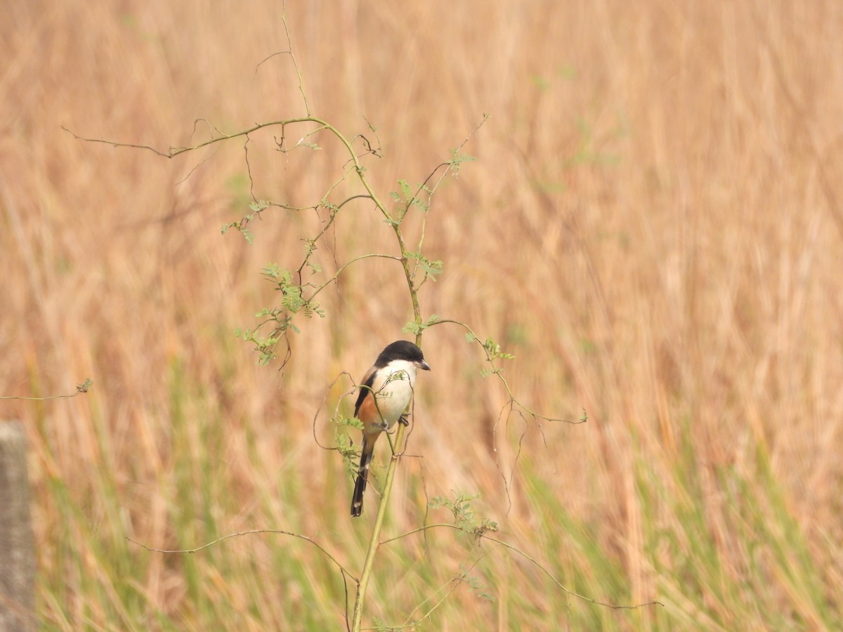 Long-tailed Shrike - Sannidhya De