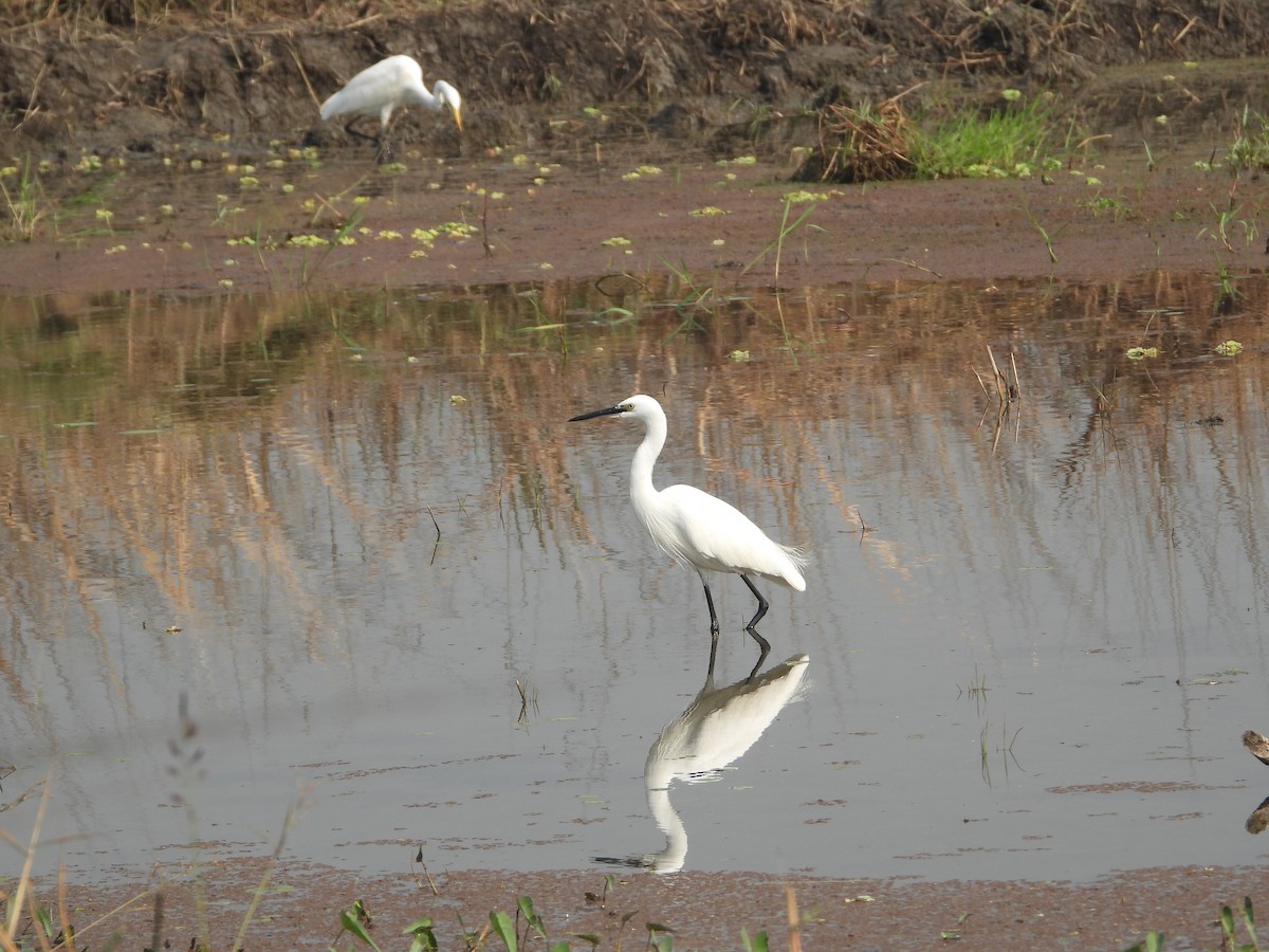 Little Egret - Sannidhya De