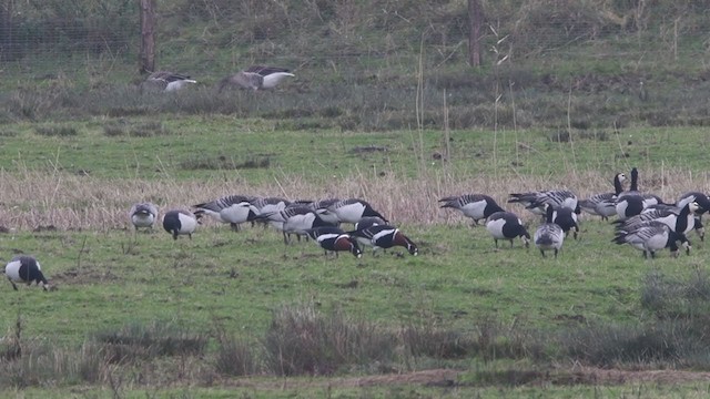 Red-breasted Goose - ML284610841