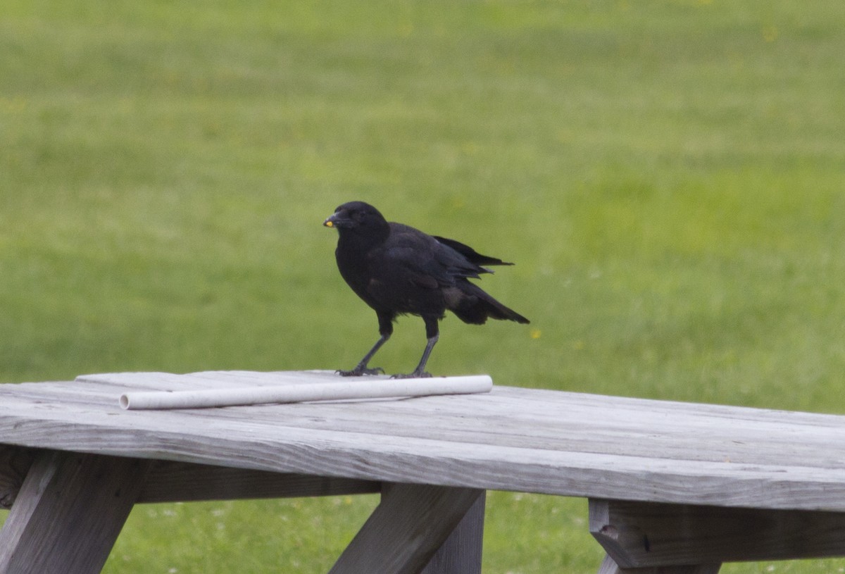 American Crow - ML284611721