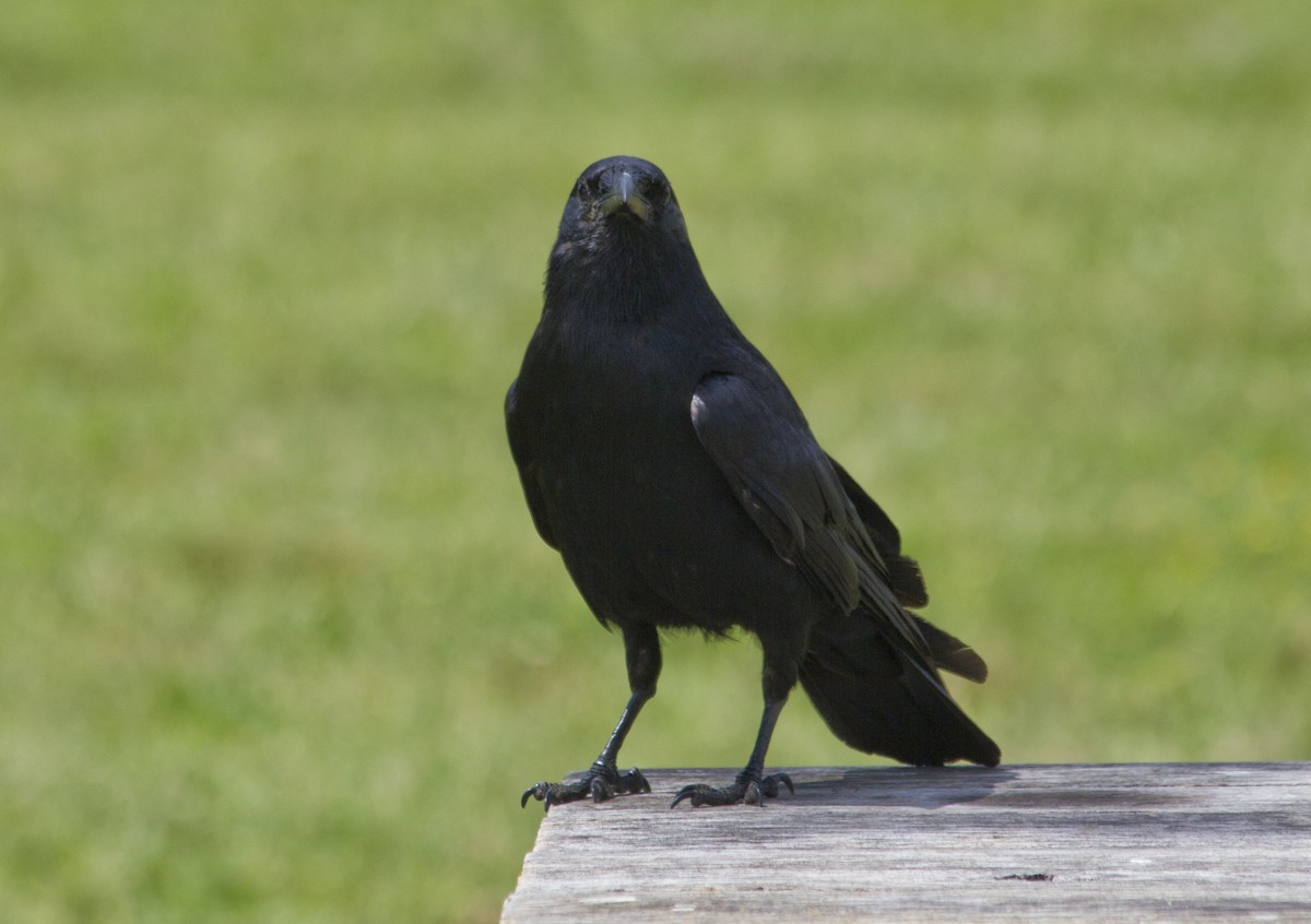 American Crow - Michael Richardson