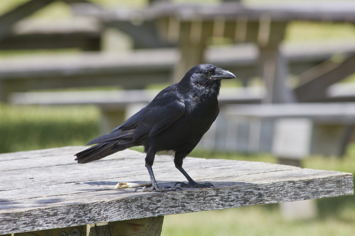 American Crow - ML284611771