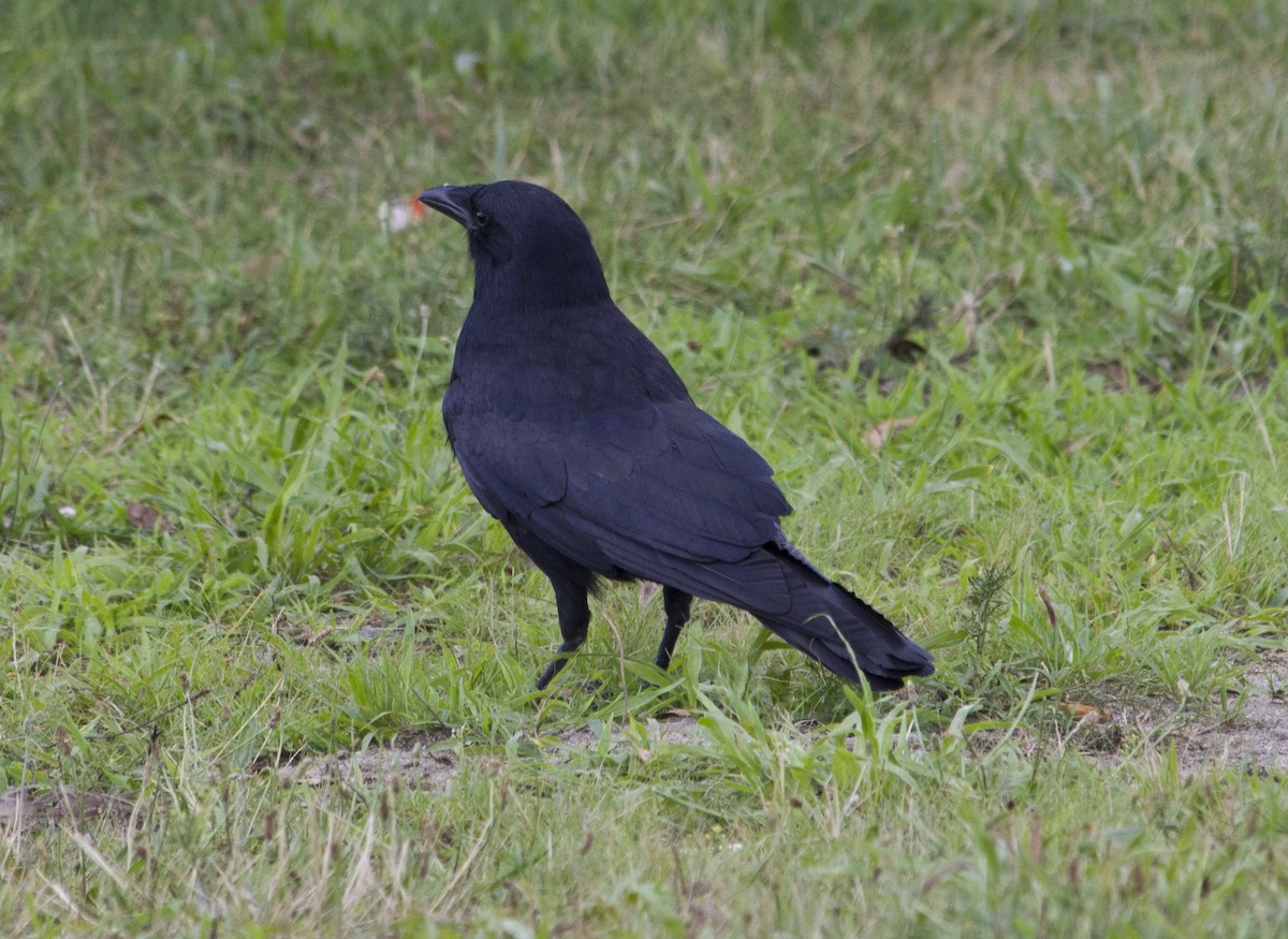 American Crow - ML284611781