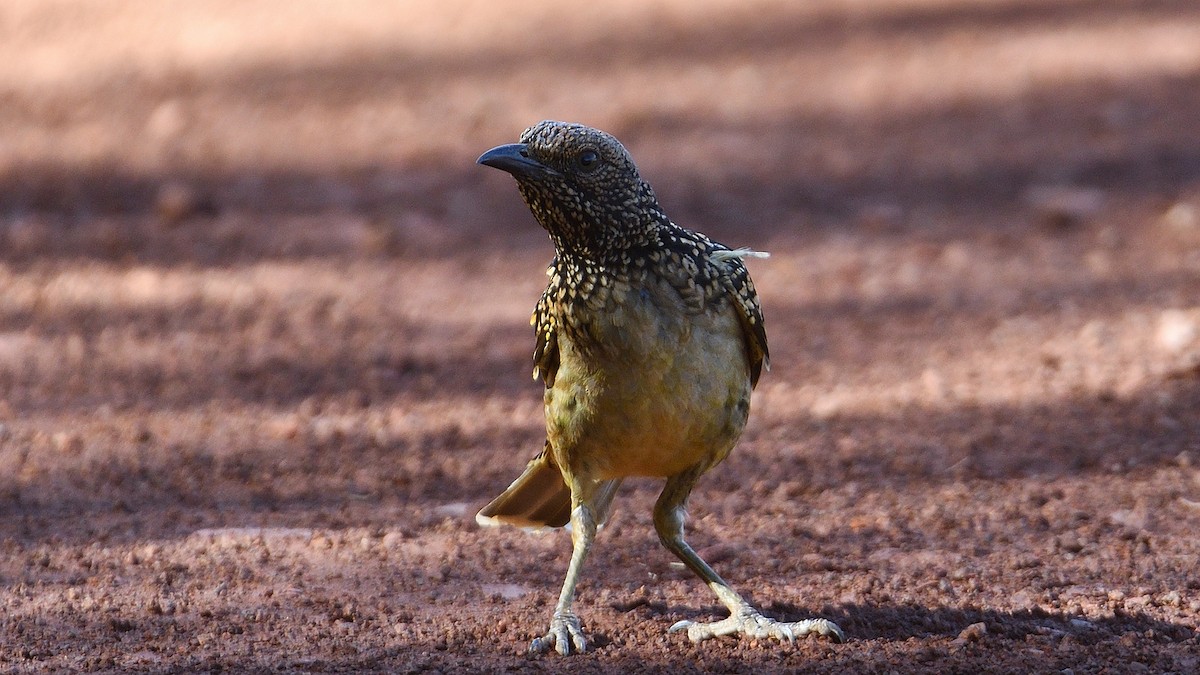 Western Bowerbird - ML284612311