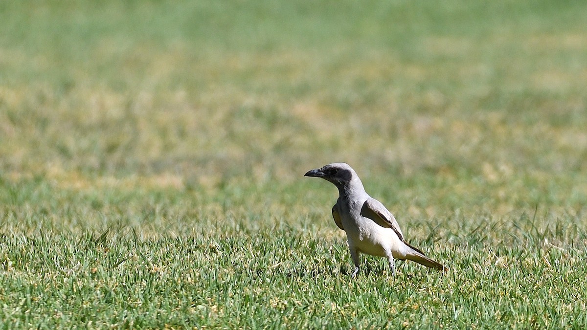 Black-faced Cuckooshrike - ML284612411