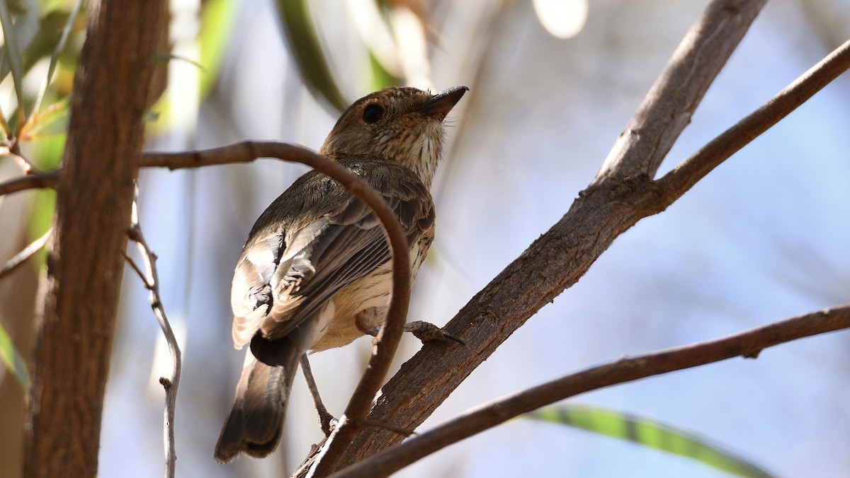 Rufous Whistler - ML284612431