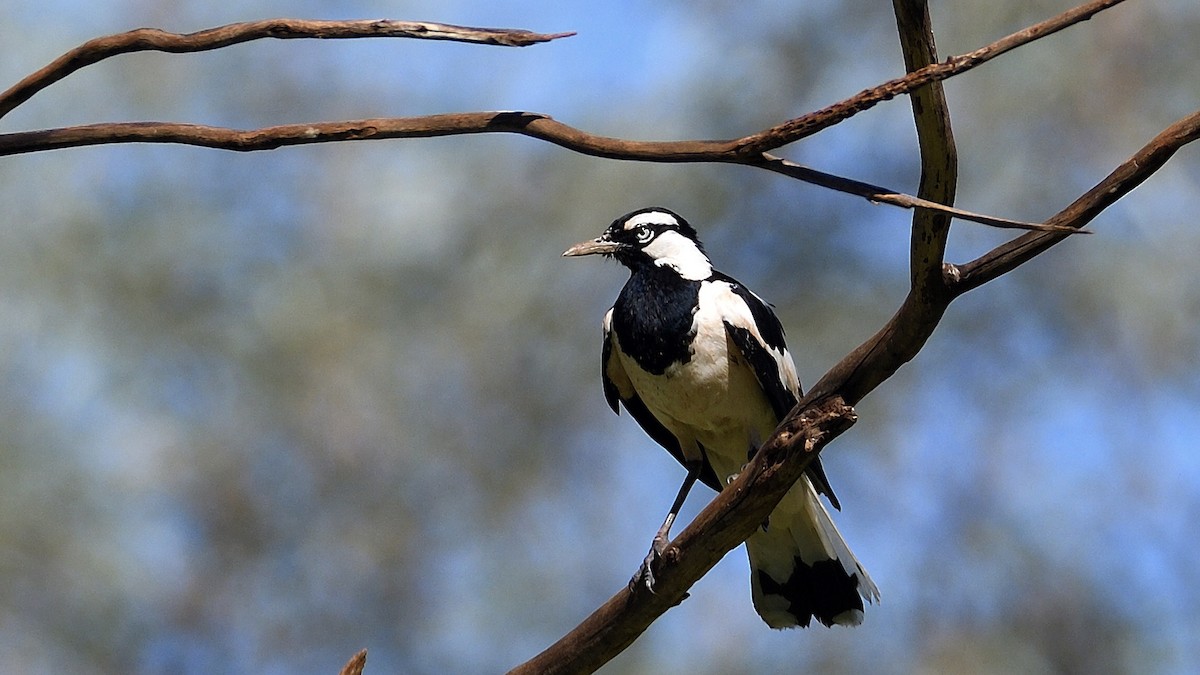 Magpie-lark - ML284612461