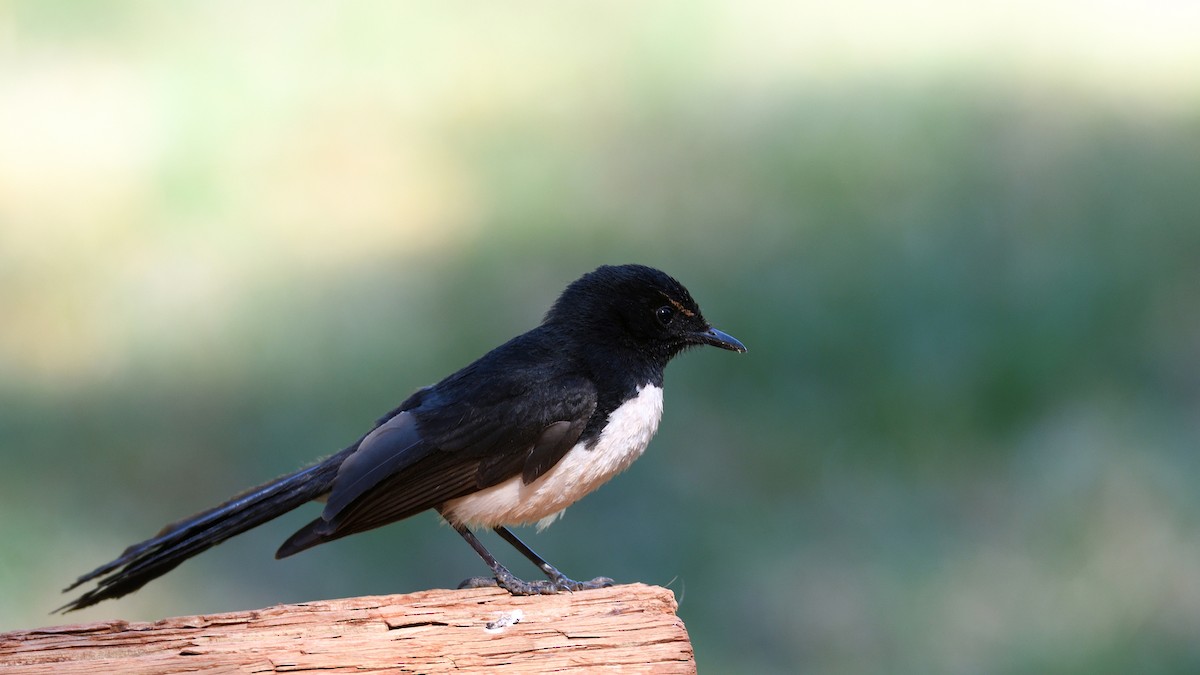 Willie-wagtail - Elaine Rose