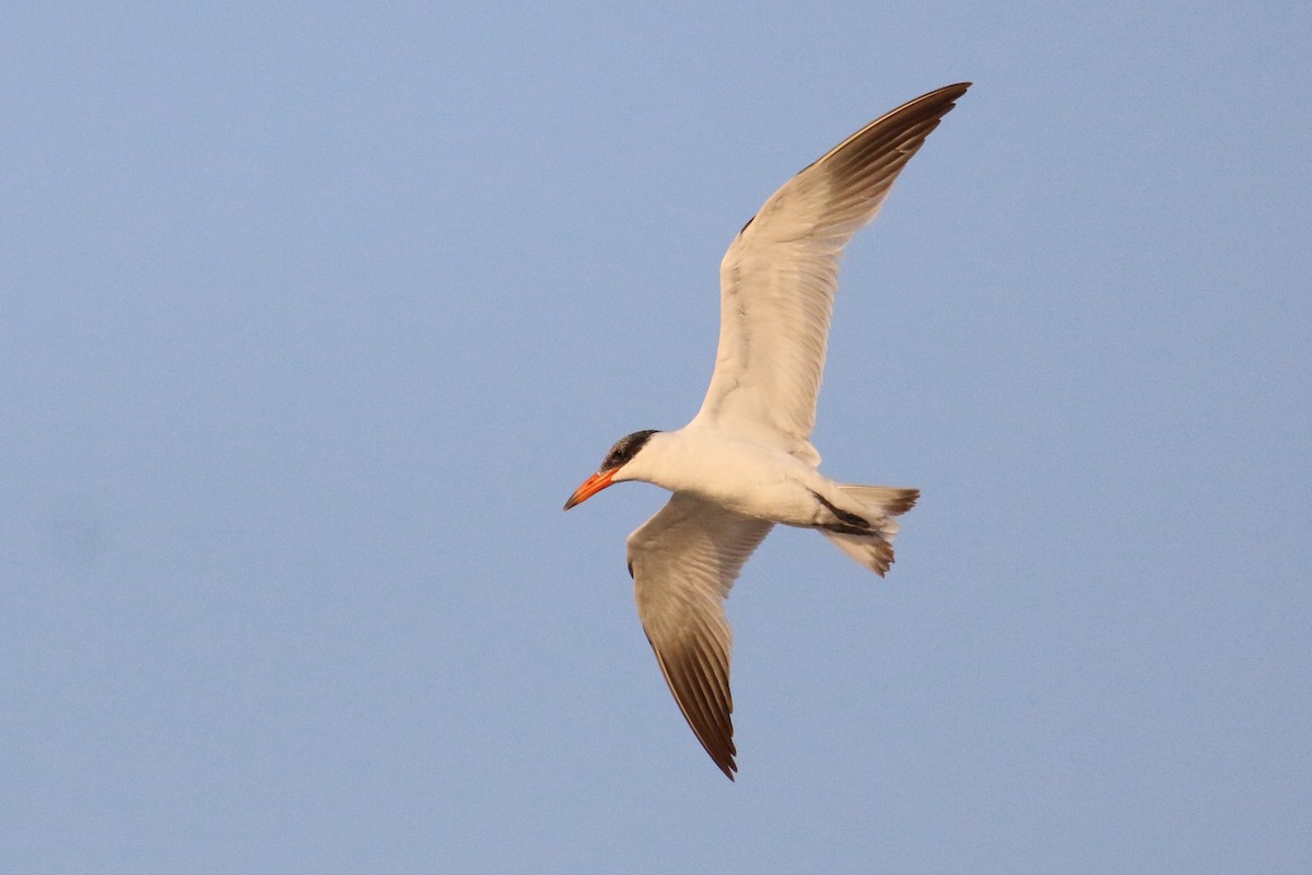 Caspian Tern - ML284614461