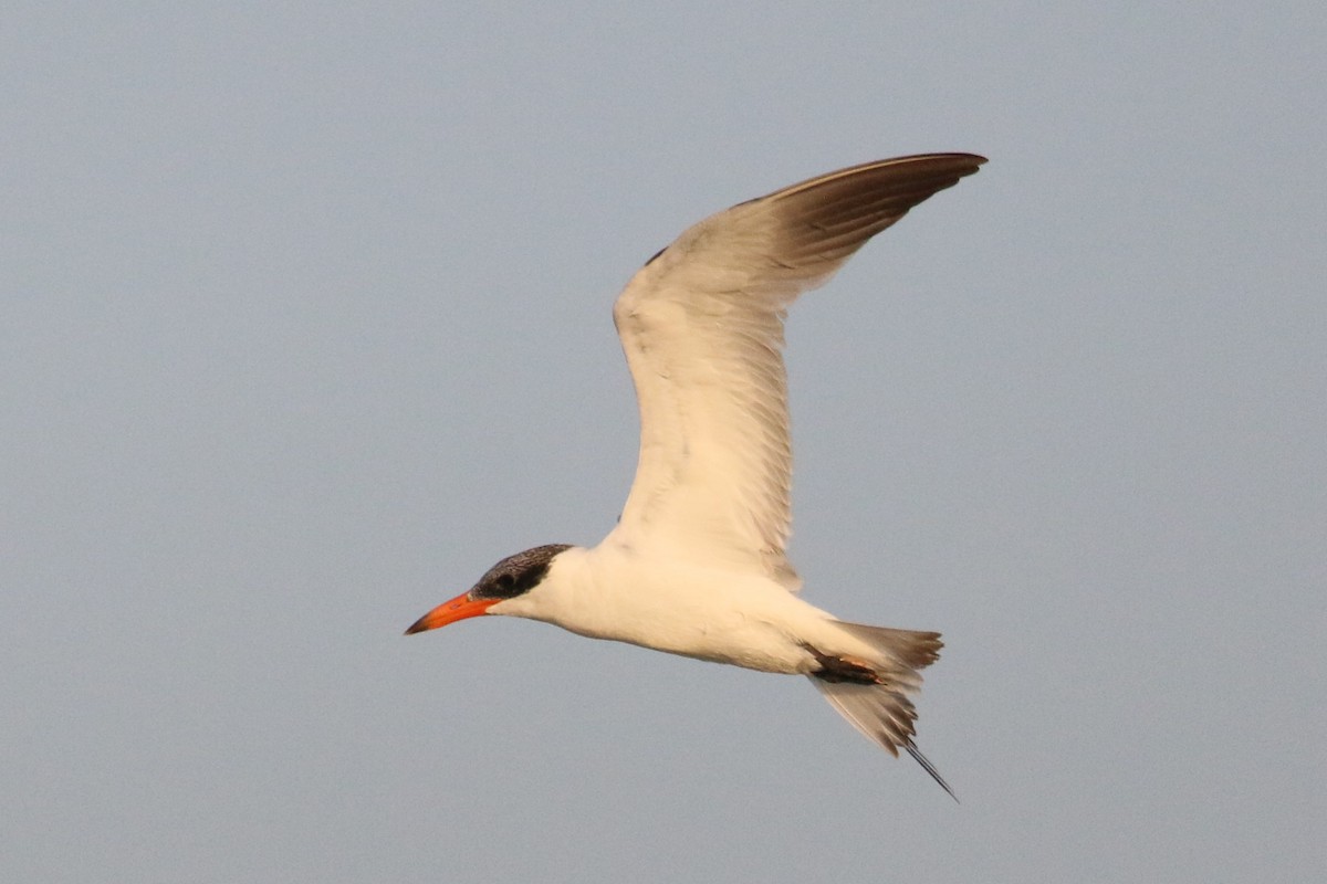 Caspian Tern - ML284614471