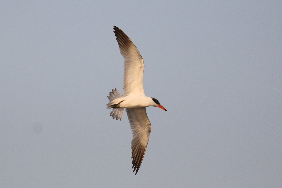 Caspian Tern - ML284614481