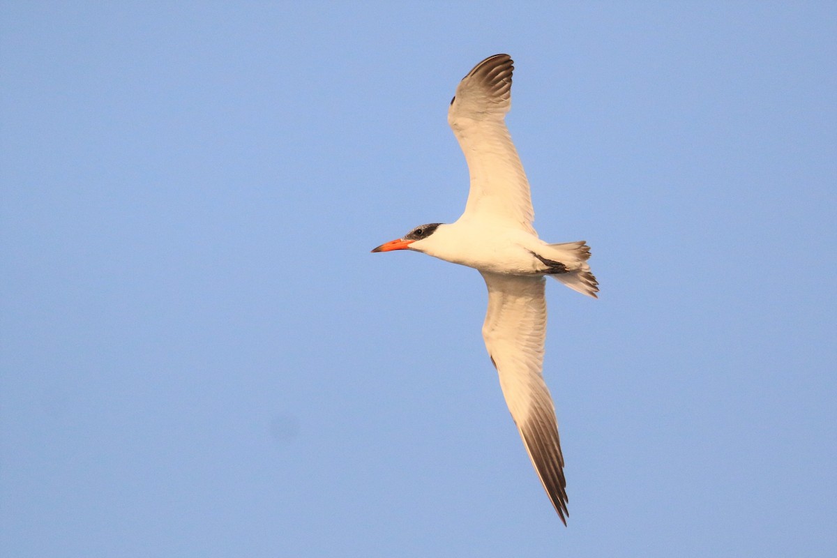 Caspian Tern - ML284614531