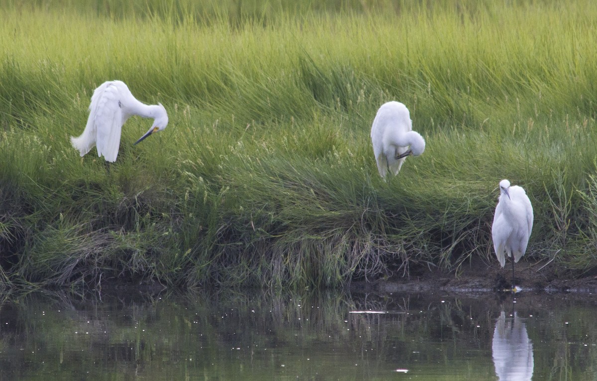 Snowy Egret - ML284615961