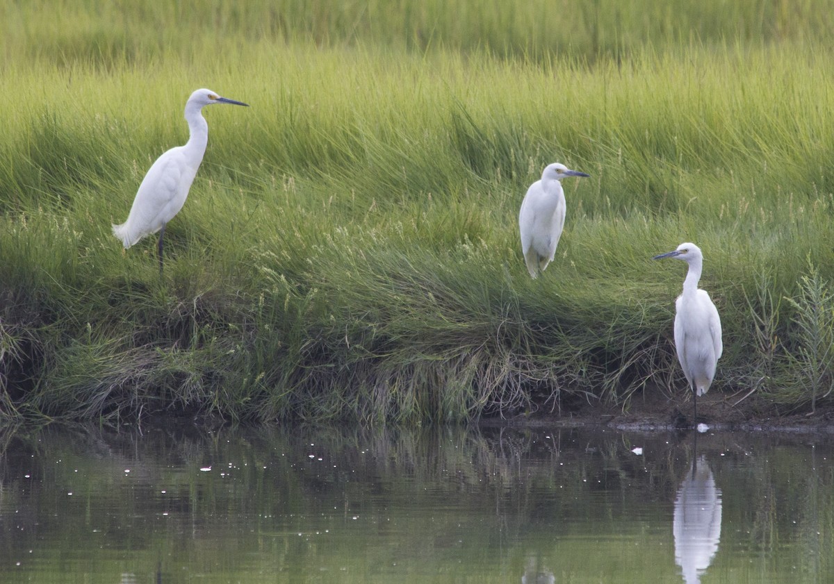 Snowy Egret - ML284615981