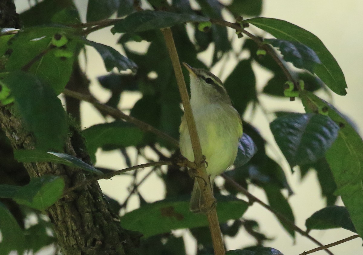 Large-billed Leaf Warbler - ML284617761