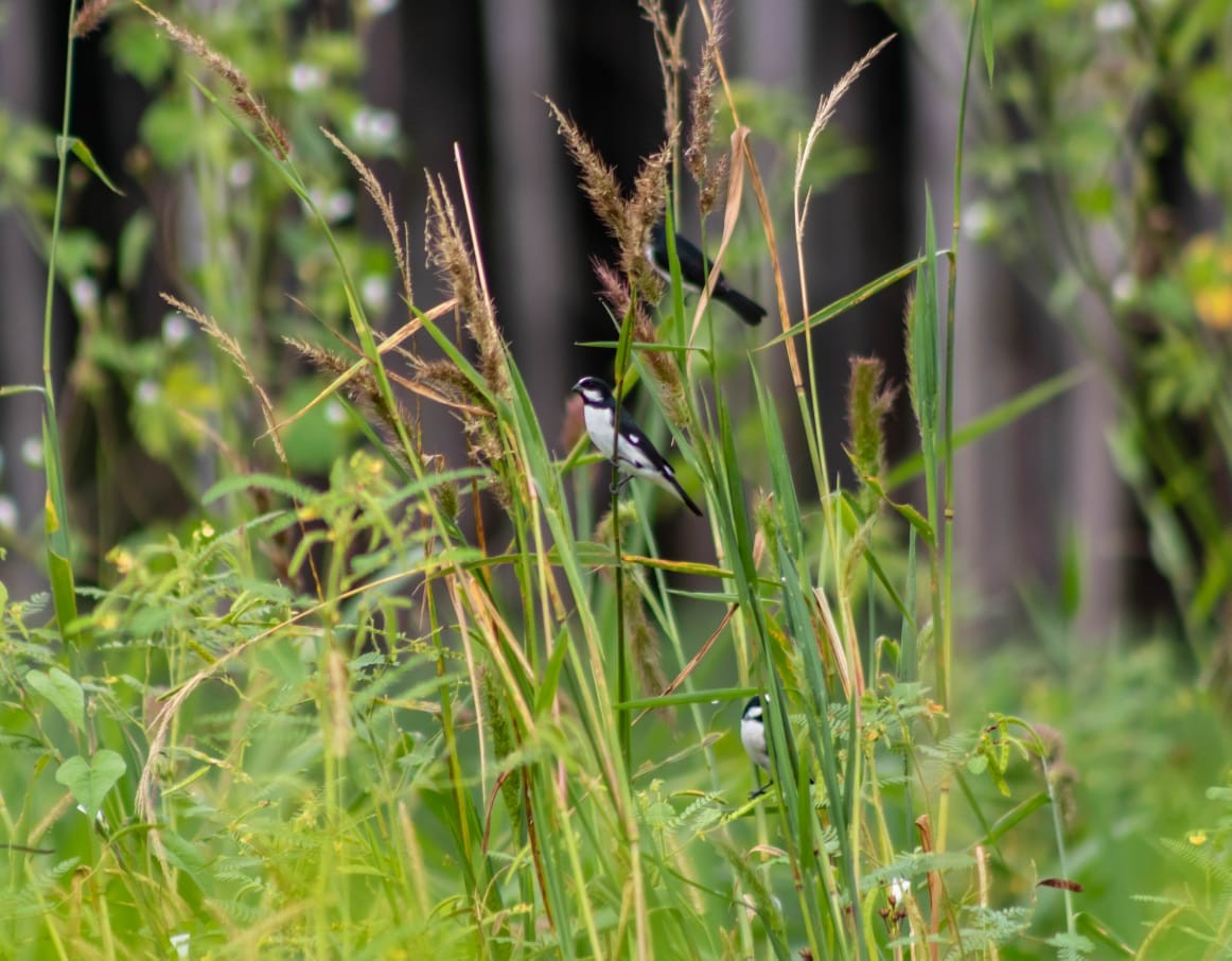 Lined Seedeater - ML284618261